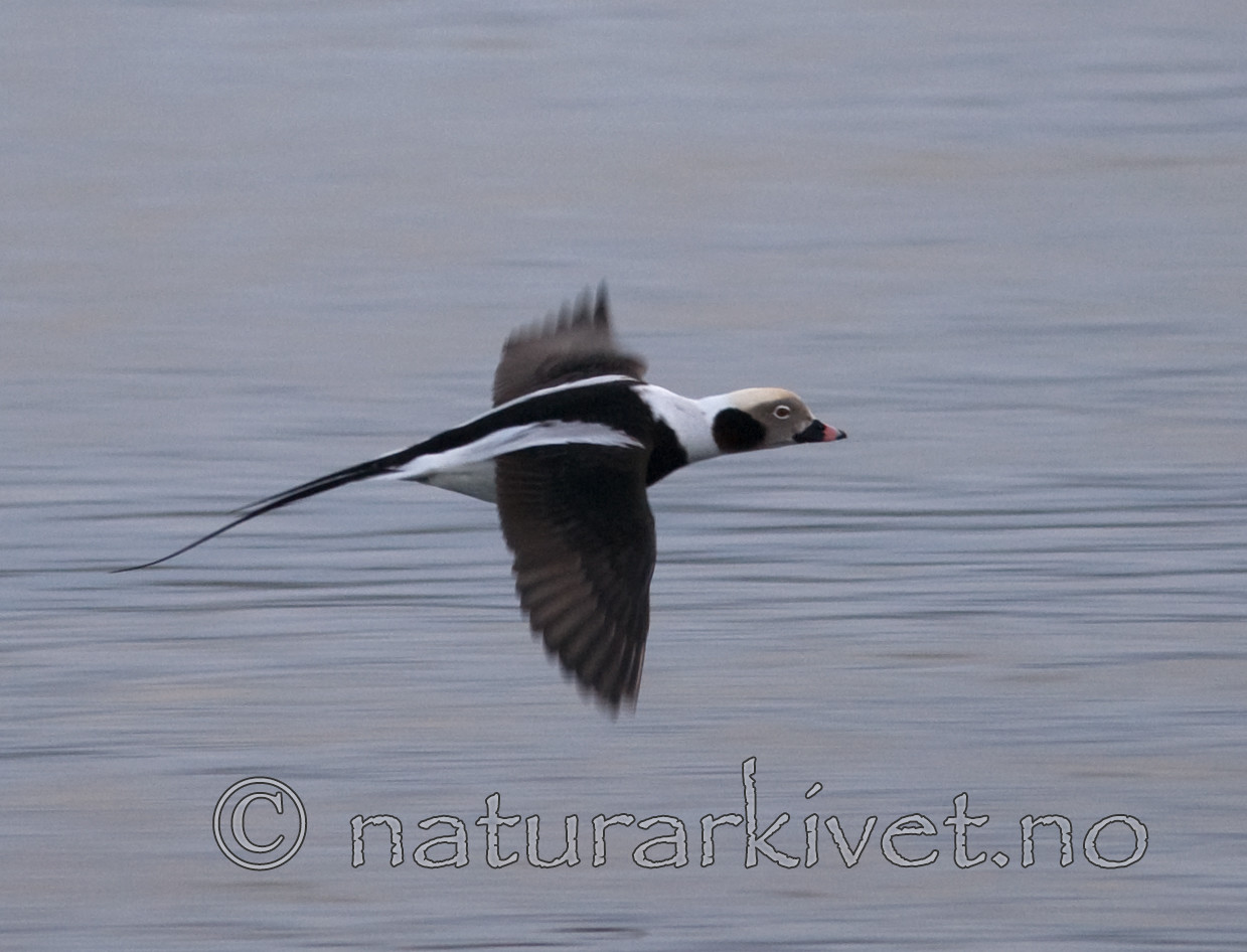 BB 08 0067 / Clangula hyemalis / Havelle