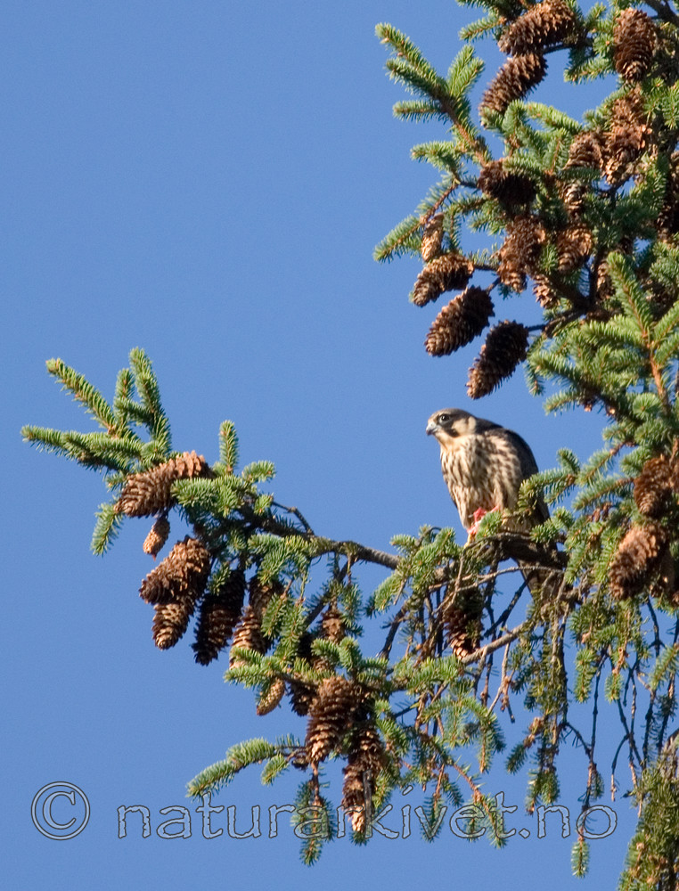 BB 08 0077 / Falco subbuteo / Lerkefalk <br /> Picea abies / Gran