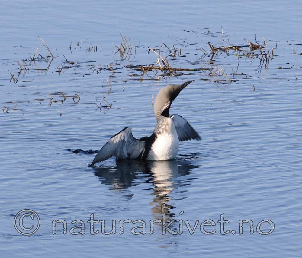 BB 08 0080 / Gavia arctica / Storlom