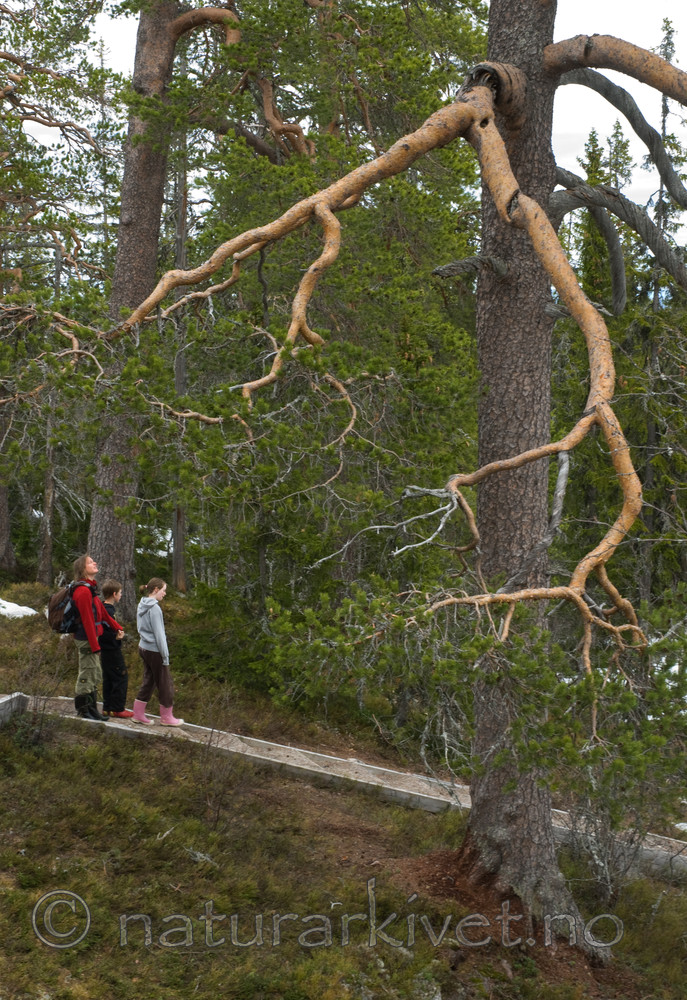 BB 08 0089 / Pinus sylvestris / Furu