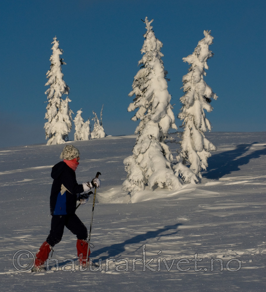 BB 08 0090 / Picea abies / Gran