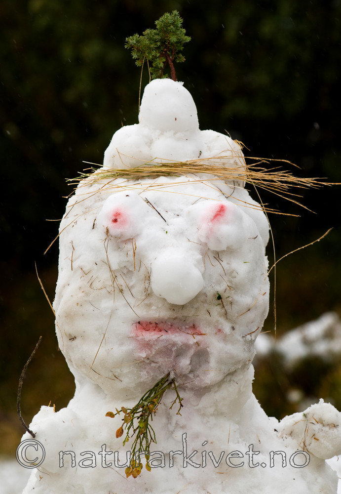 BB 08 0096 / Vaccinium myrtillus / Blåbær