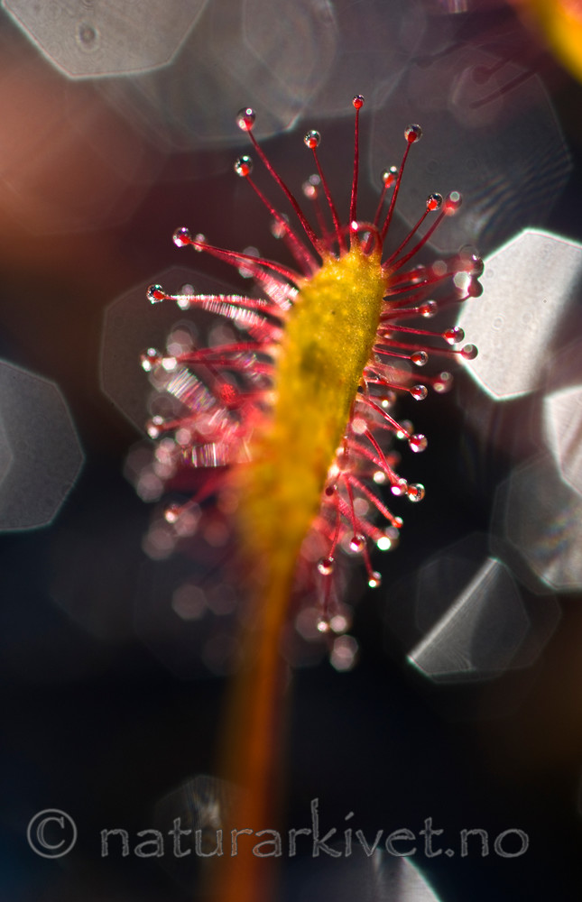 BB 08 0099 / Drosera anglica / Smalsoldogg