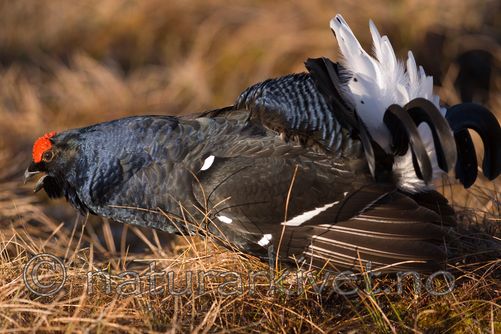 BB 08 0106 / Tetrao tetrix / Orrfugl