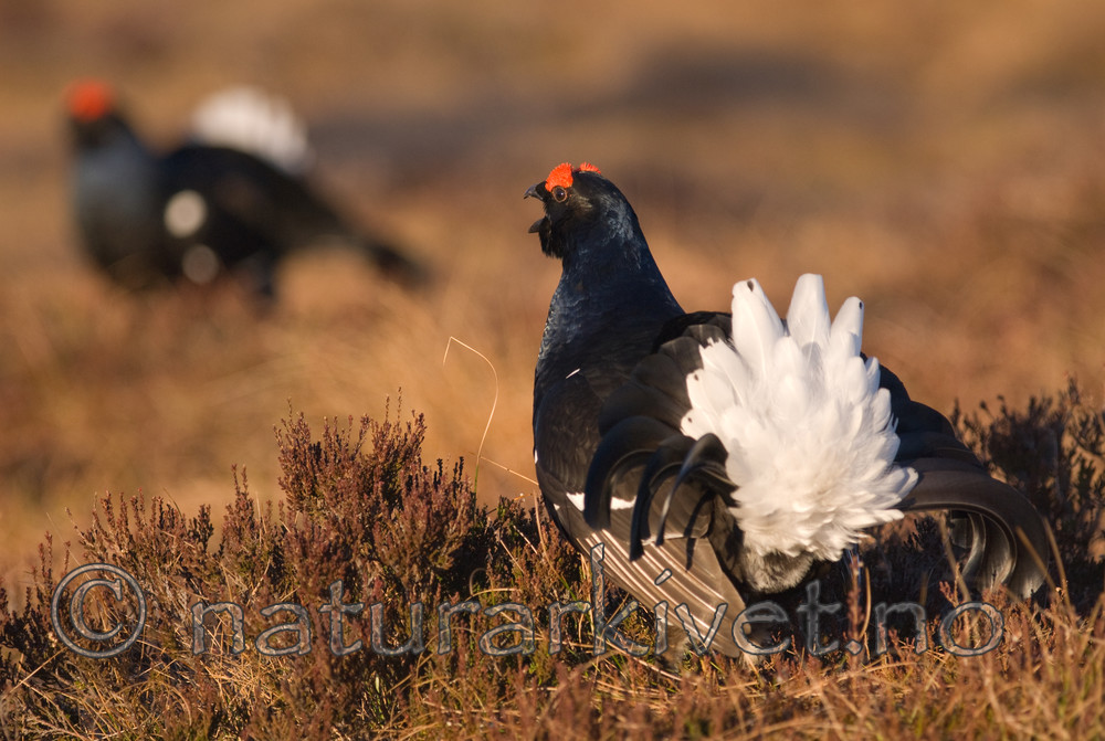 BB 08 0114 / Tetrao tetrix / Orrfugl