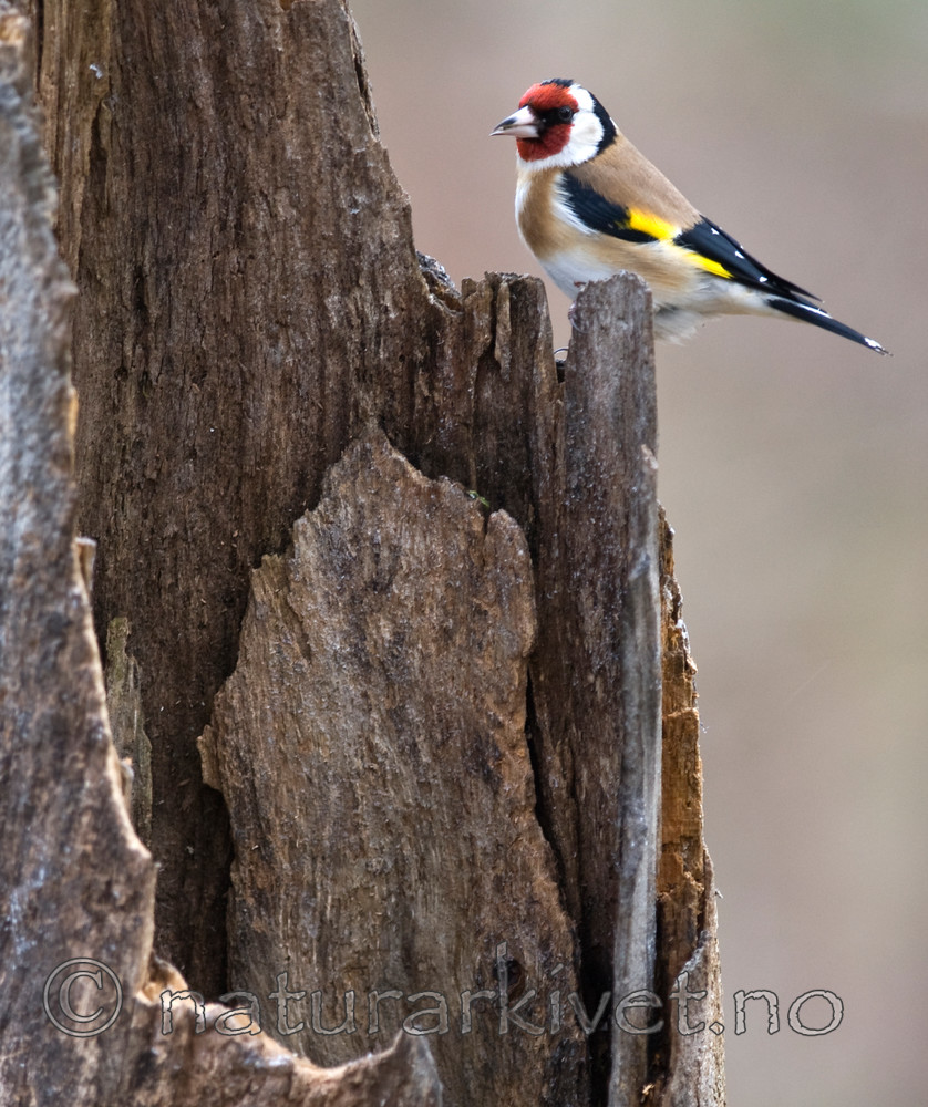 BB 08 0122 / Carduelis carduelis / Stillits