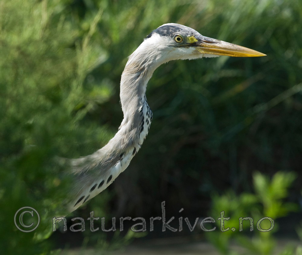 BB 08 0123 / Ardea cinerea / Gråhegre