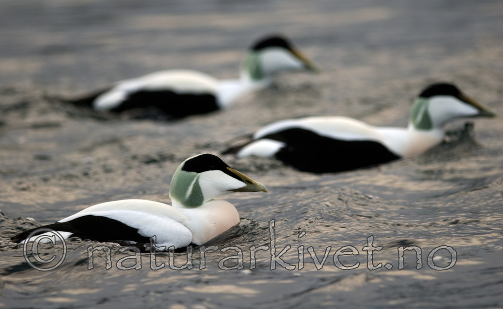 BB 08 0125 / Somateria mollissima / ærfugl