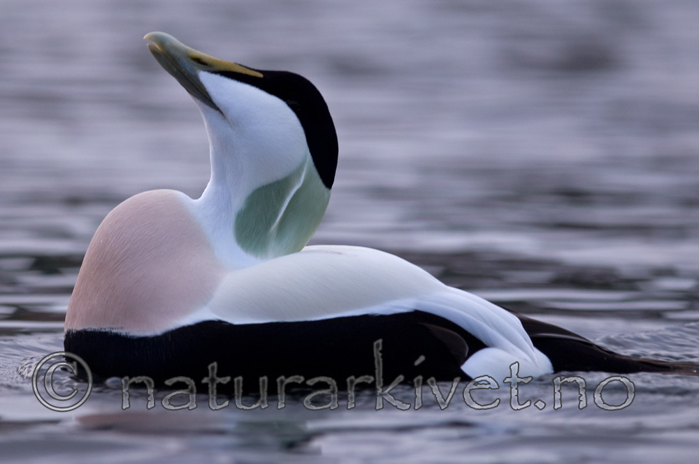 BB 08 0126 / Somateria mollissima / ærfugl