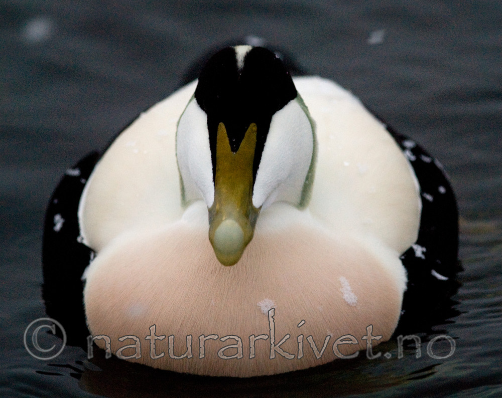 BB 08 0130 / Somateria mollissima / ærfugl