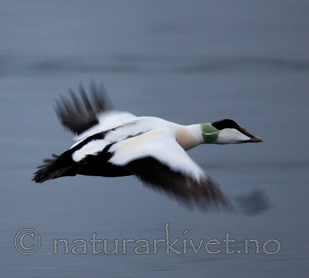 BB 08 0134 / Somateria mollissima / ærfugl