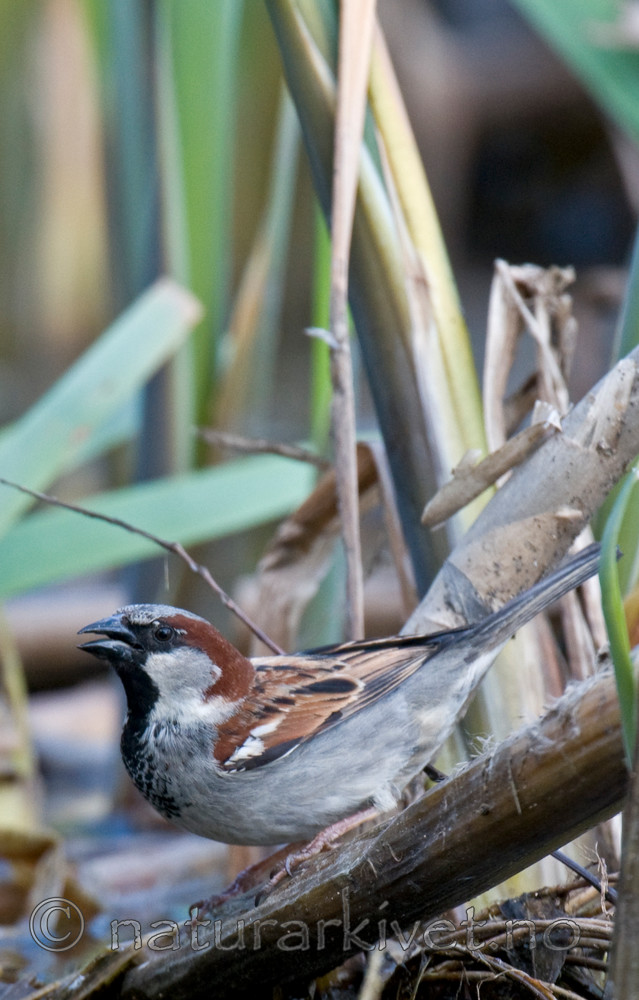 BB 08 0135 / Passer domesticus / Gråspurv