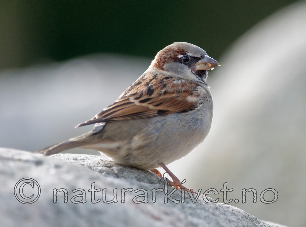 BB 08 0136 / Passer domesticus / Gråspurv