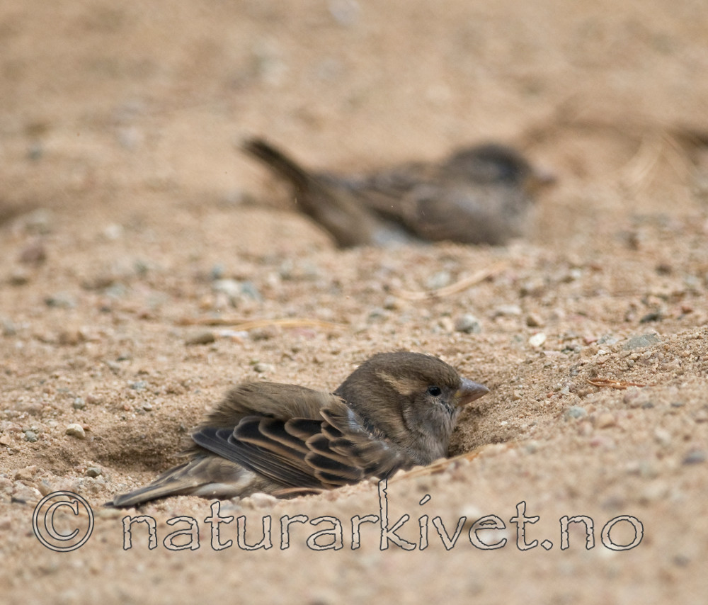 BB 08 0137 / Passer domesticus / Gråspurv