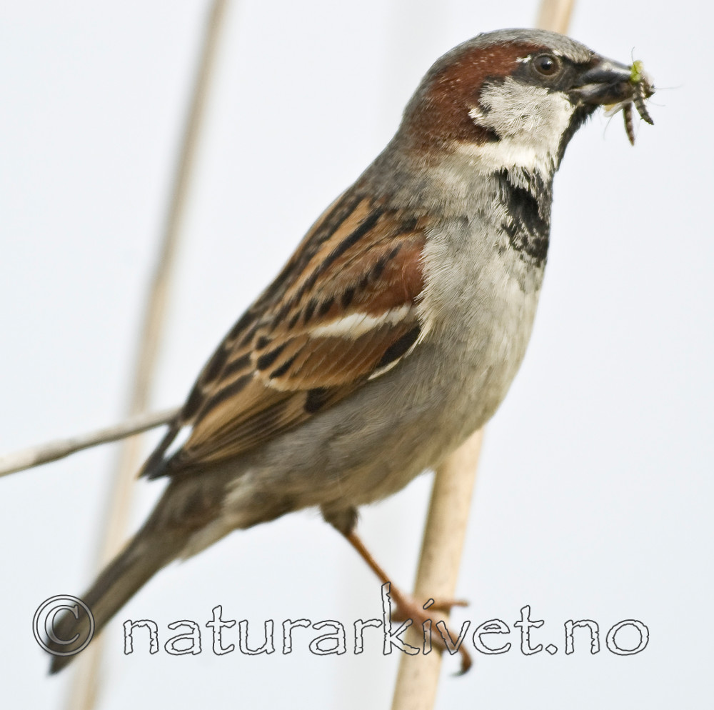 BB 08 0138 / Passer domesticus / Gråspurv
