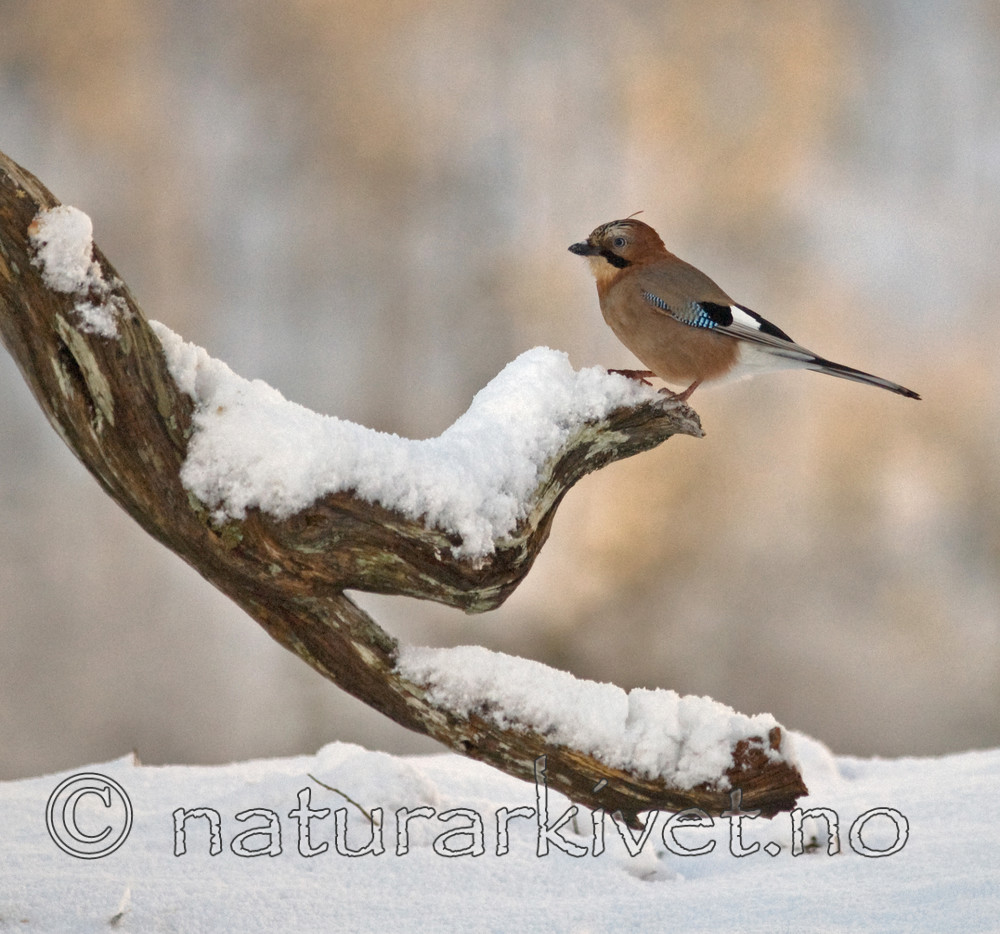 BB 08 0142 / Garrulus glandarius / Nøtteskrike