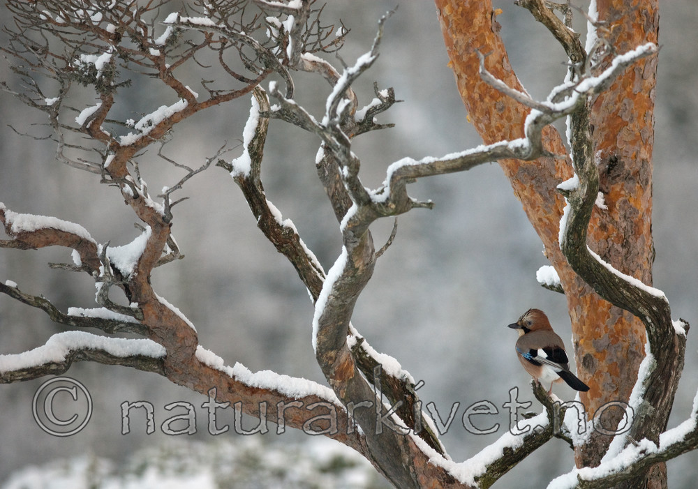 BB 08 0144 / Garrulus glandarius / Nøtteskrike <br /> Pinus sylvestris / Furu