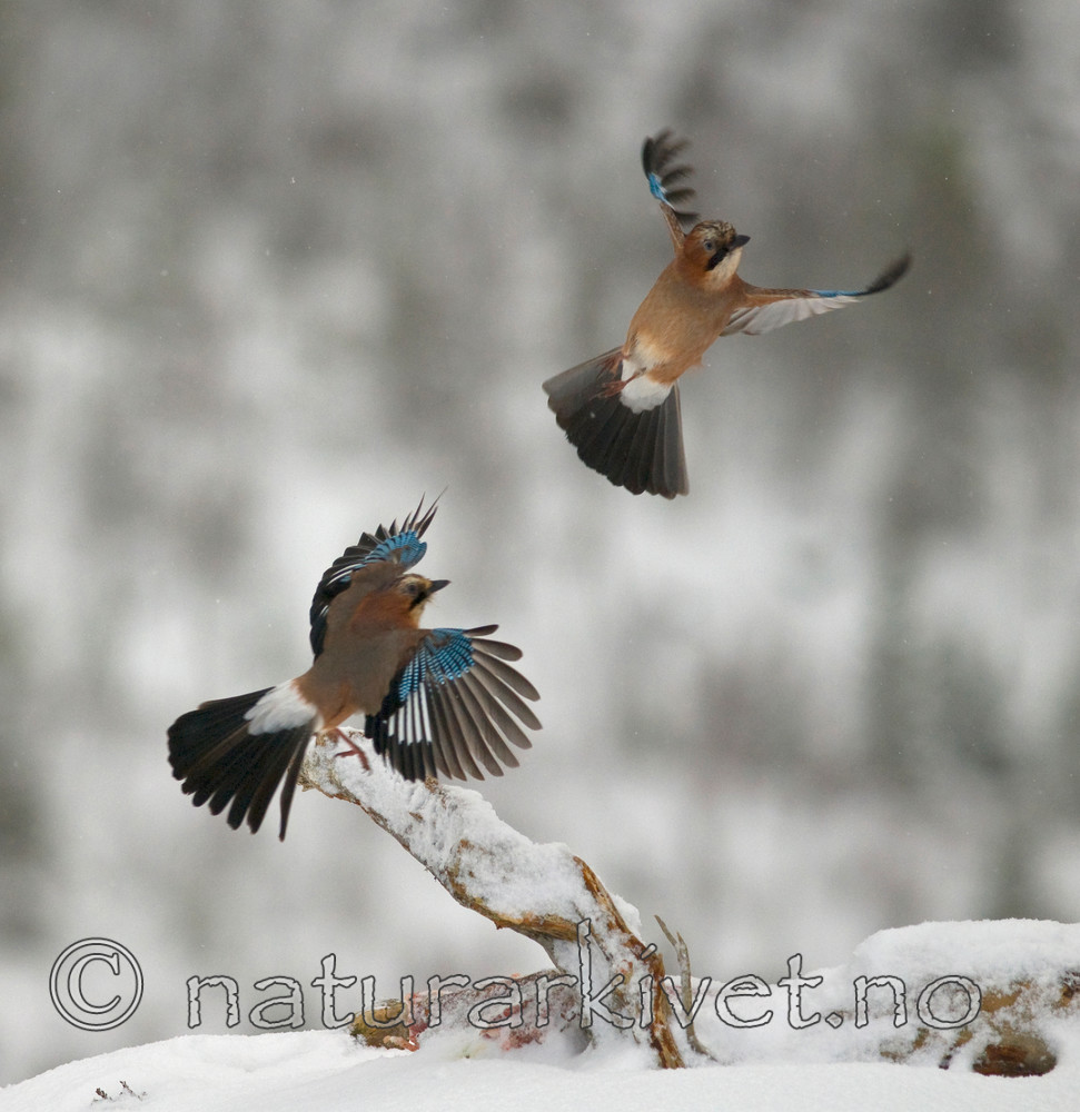 BB 08 0145 / Garrulus glandarius / Nøtteskrike