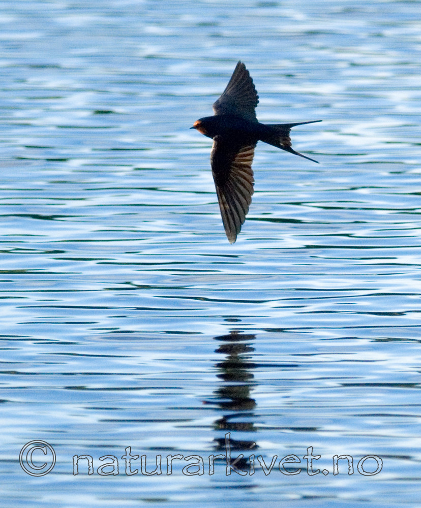 BB 08 0151 / Hirundo rustica / Låvesvale