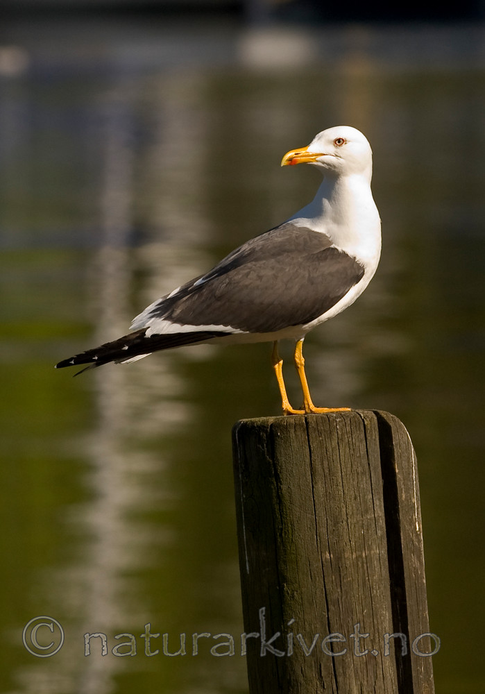 BB 08 0153 / Larus fuscus / Sildemåke