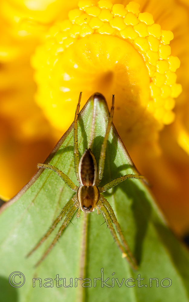 BB 08 0159 / Dolomedes fimbriatus <br /> Nuphar lutea / Gul nøkkerose