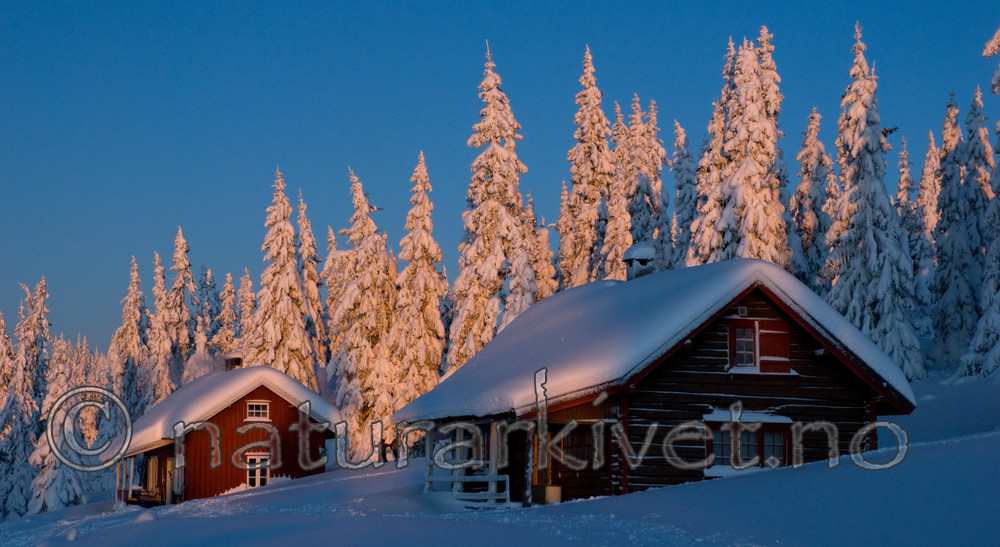 BB 08 0161 / Picea abies / Gran