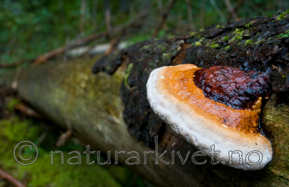 BB 08 0162 / Fomitopsis pinicola / Rødrandkjuke <br /> Picea abies / Gran