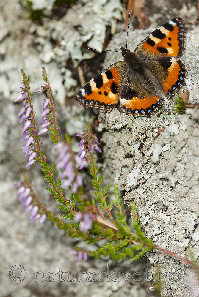 BB 08 0163 / Aglais urticae / Neslesommerfugl <br /> Calluna vulgaris / Røsslyng
