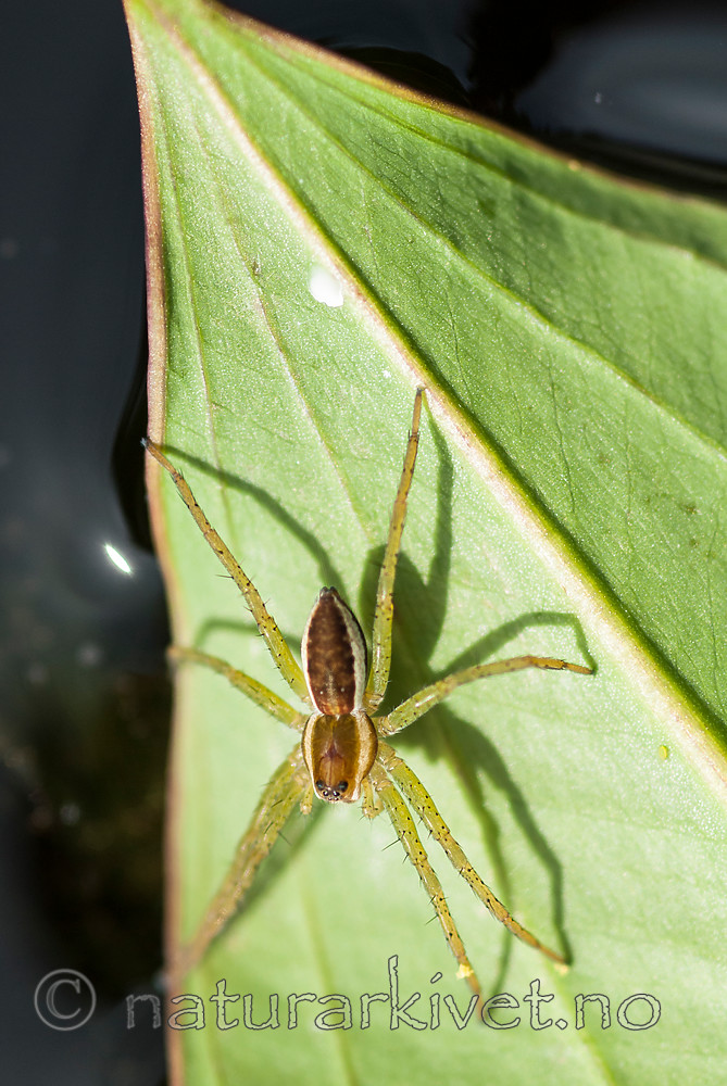 BB 08 0166 / Dolomedes fimbriatus