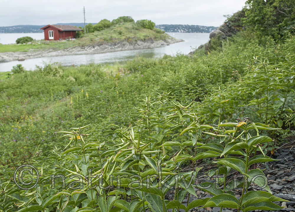 BB 08 0170 / Vincetoxicum rossicum / Russesvalerot