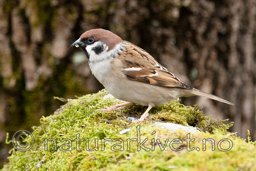 BB 08 0172 / Passer montanus / Pilfink