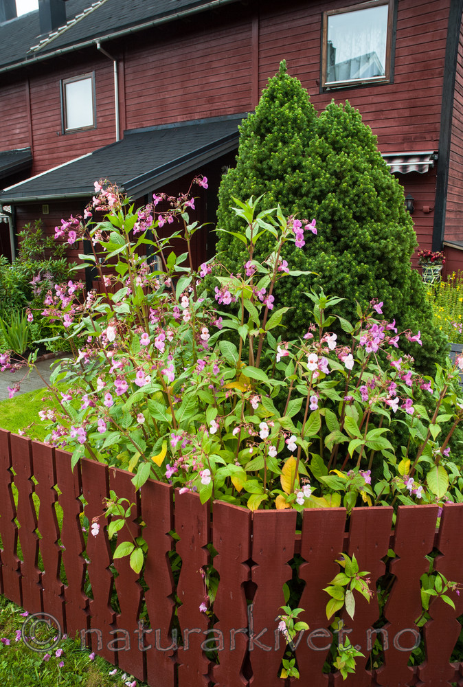 BB 08 0173 / Impatiens glandulifera / Kjempespringfrø