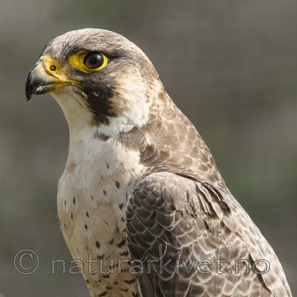 BB 08 0175 / Falco peregrinus / Vandrefalk