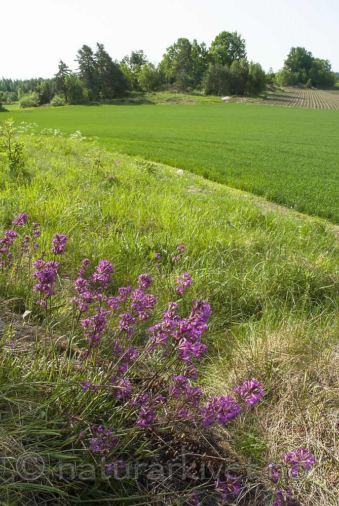 BB 08 0177 / Viscaria vulgaris / Engtjæreblom