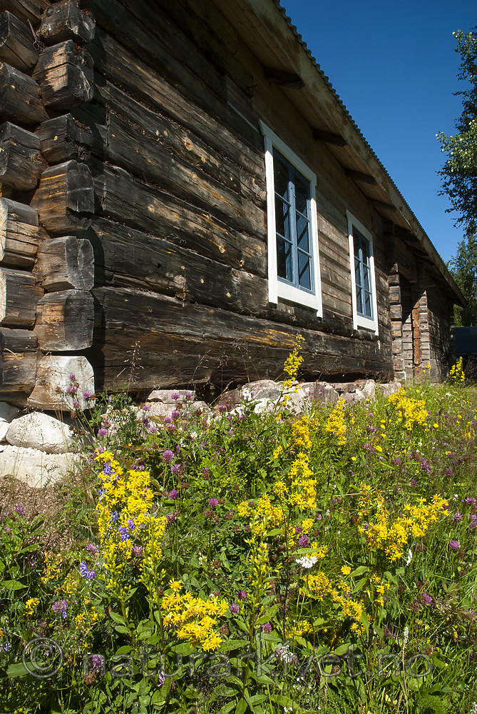 BB 08 0180 / Solidago virgaurea / Gullris <br /> Trifolium pratense / Rødkløver