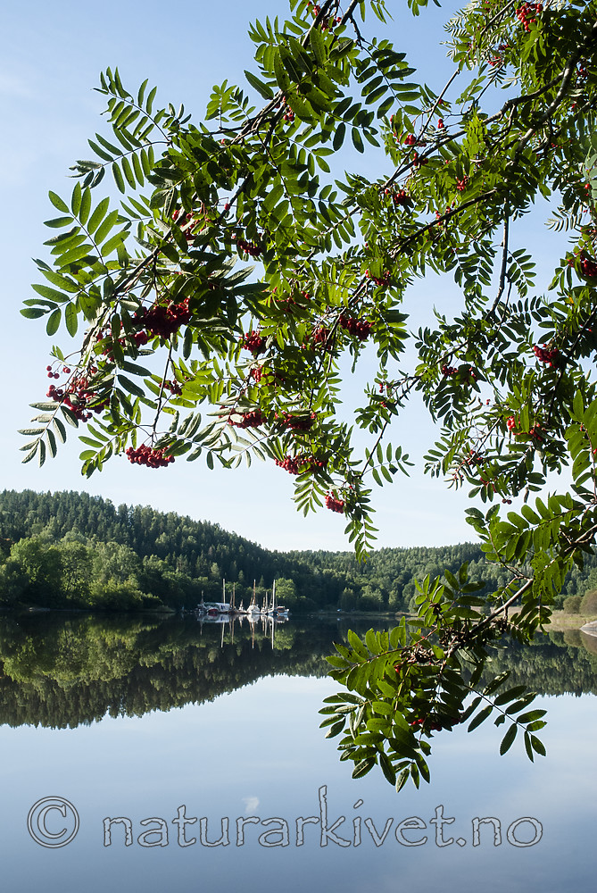 BB 08 0184 / Sorbus aucuparia / Rogn