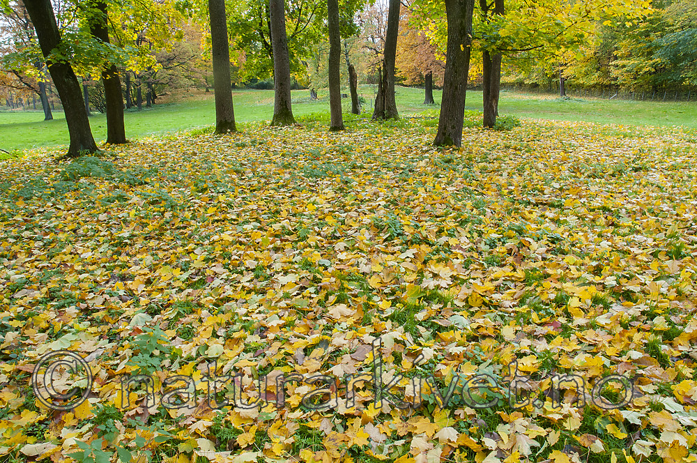 BB 08 0186 / Acer platanoides / Spisslønn