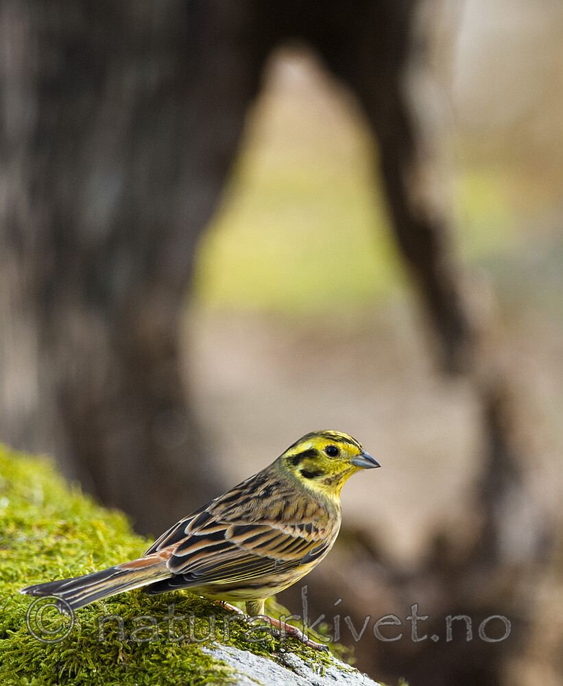 BB 08 0187 / Emberiza citrinella / Gulspurv