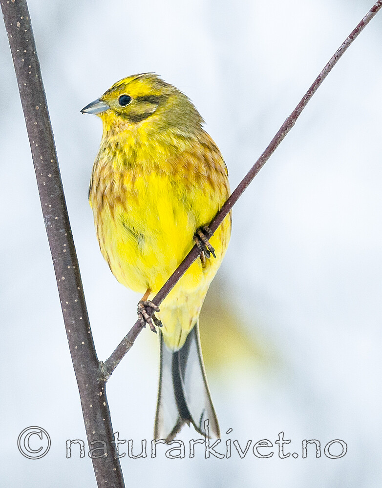 BB 08 0189 / Emberiza citrinella / Gulspurv