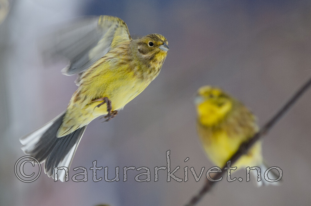 BB 08 0190 / Emberiza citrinella / Gulspurv