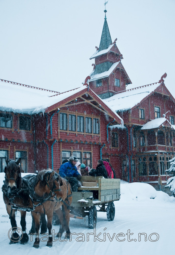 BB 09 0007 / Equus caballus / Hest