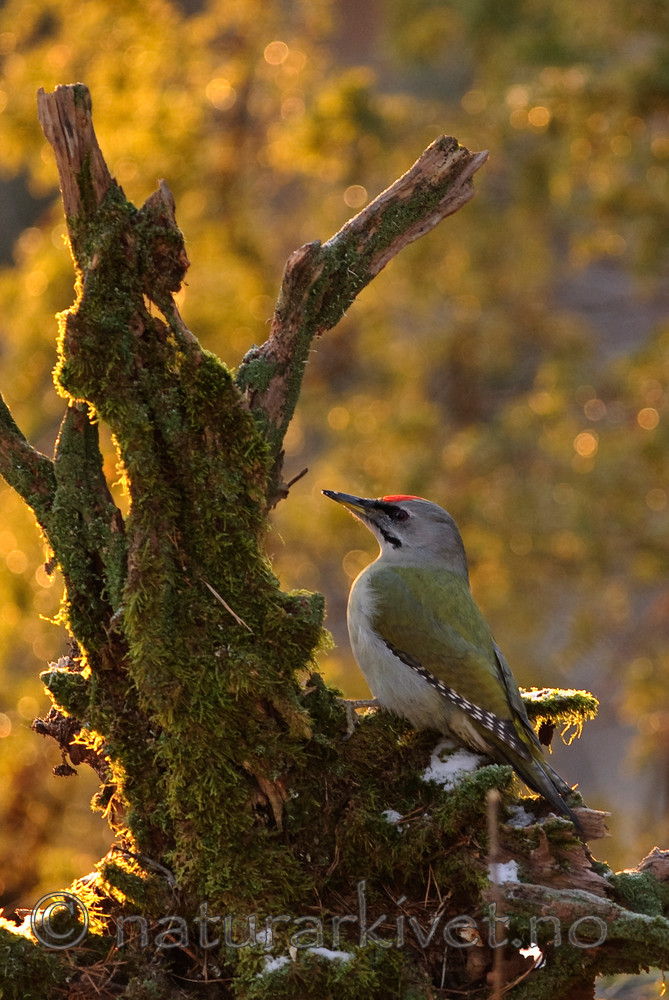 BB 09 0010 / Picus canus / Gråspett