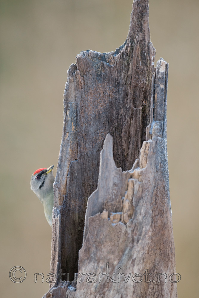 BB 09 0011 / Picus canus / Gråspett