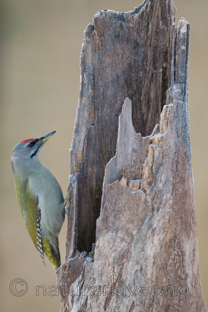 BB 09 0013 / Picus canus / Gråspett
