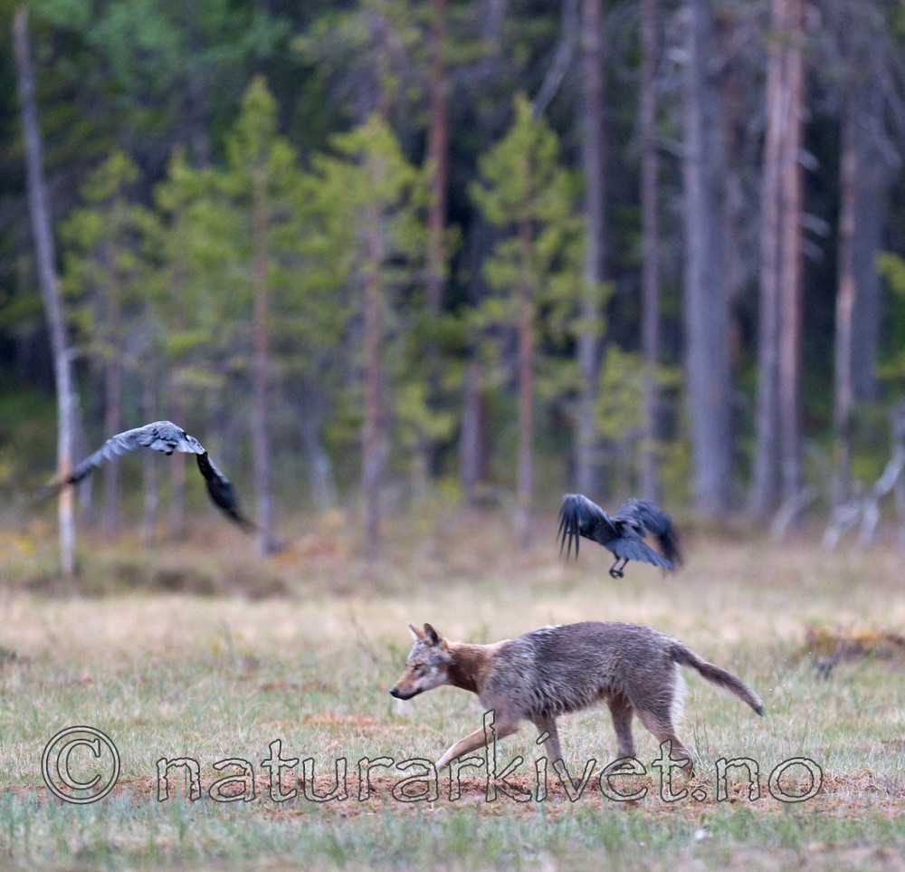 BB 09 0028 / Canis lupus / Ulv <br /> Corvus corax / Ravn