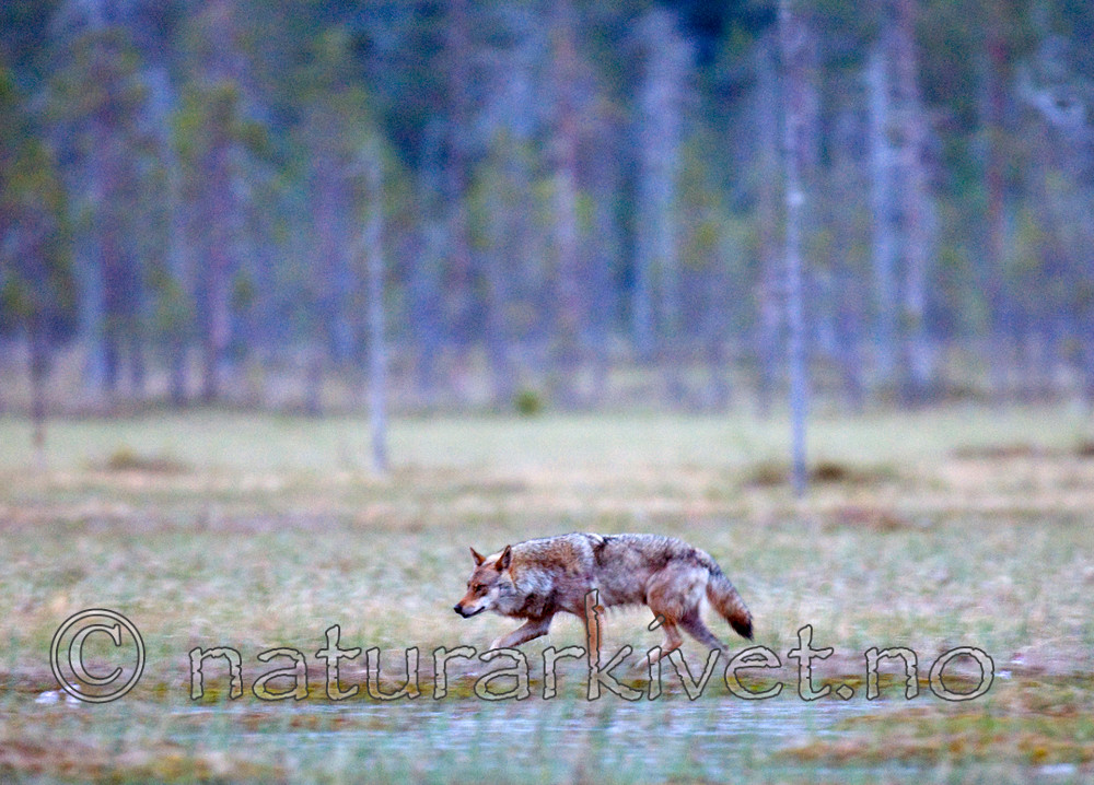 BB 09 0031 / Canis lupus / Ulv