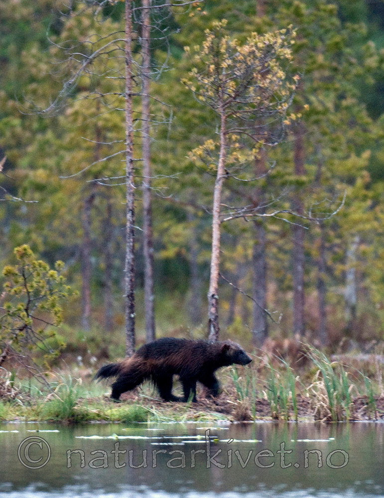 BB 09 0033 / Gulo gulo / Jerv