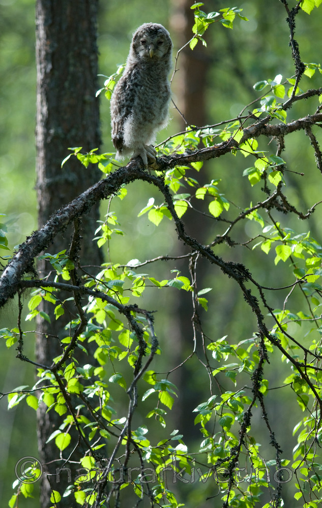 BB 09 0037 / Strix uralensis / Slagugle