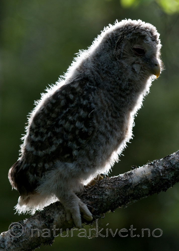 BB 09 0040 / Strix uralensis / Slagugle