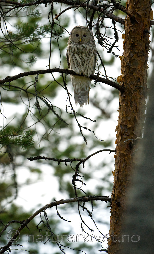 BB 09 0041 / Strix uralensis / Slagugle